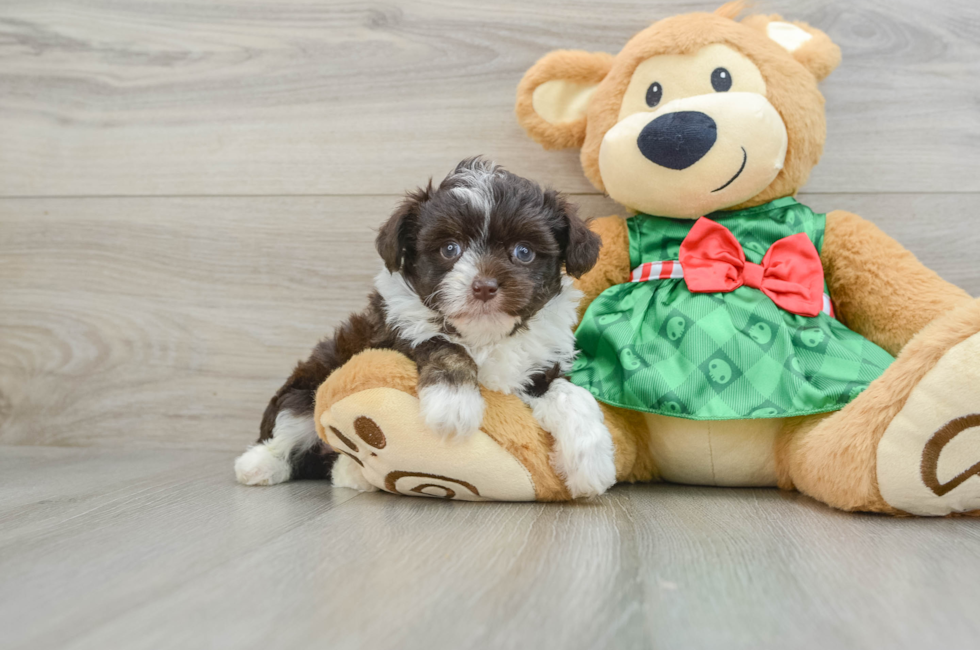 5 week old Mini Aussiedoodle Puppy For Sale - Seaside Pups