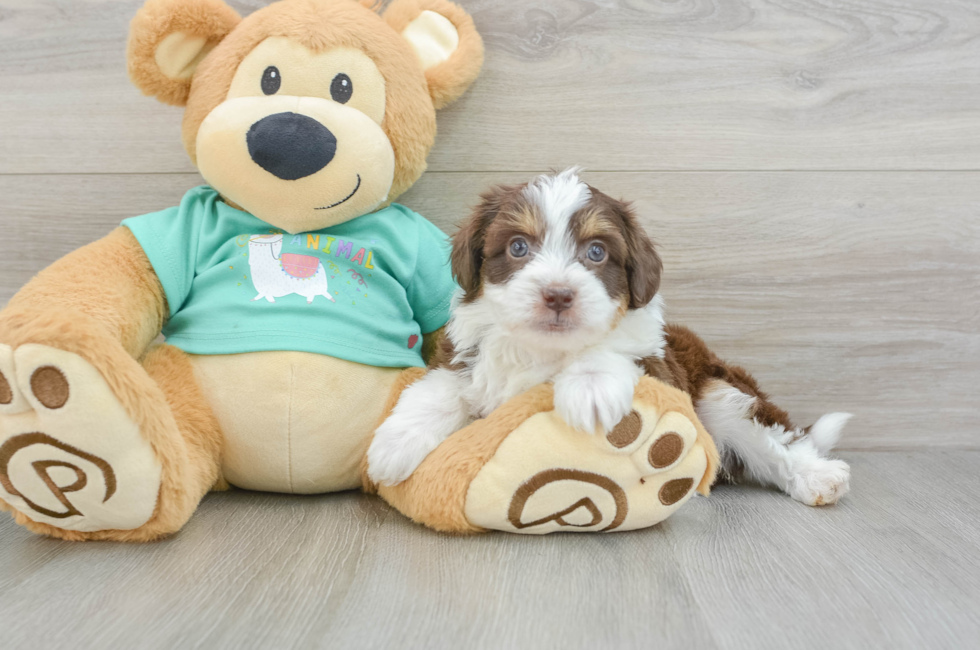 5 week old Mini Aussiedoodle Puppy For Sale - Seaside Pups