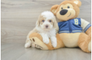 Mini Aussiedoodle Puppy for Adoption