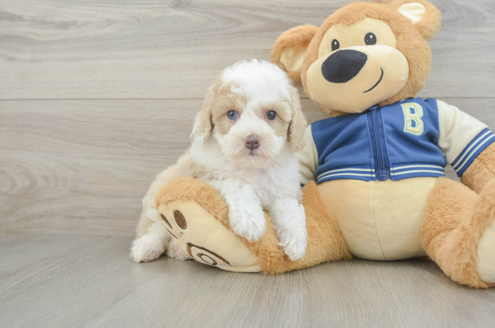 5 week old Mini Aussiedoodle Puppy For Sale - Seaside Pups