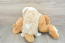 Mini Aussiedoodle Puppy for Adoption
