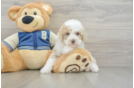 Best Mini Aussiedoodle Baby