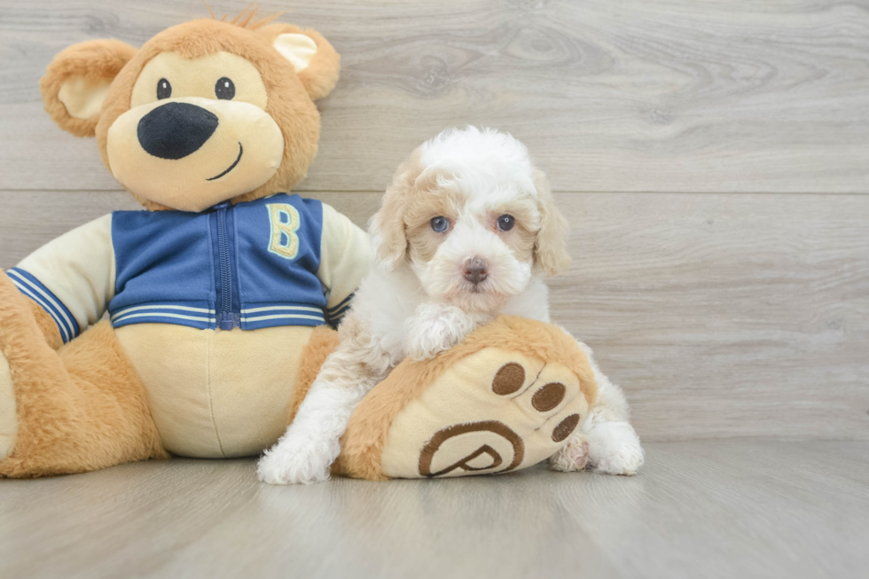 Best Mini Aussiedoodle Baby