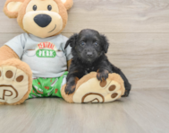 7 week old Mini Aussiedoodle Puppy For Sale - Seaside Pups