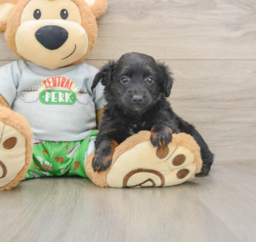 7 week old Mini Aussiedoodle Puppy For Sale - Seaside Pups