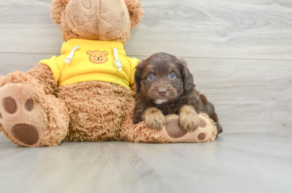 7 week old Mini Aussiedoodle Puppy For Sale - Seaside Pups