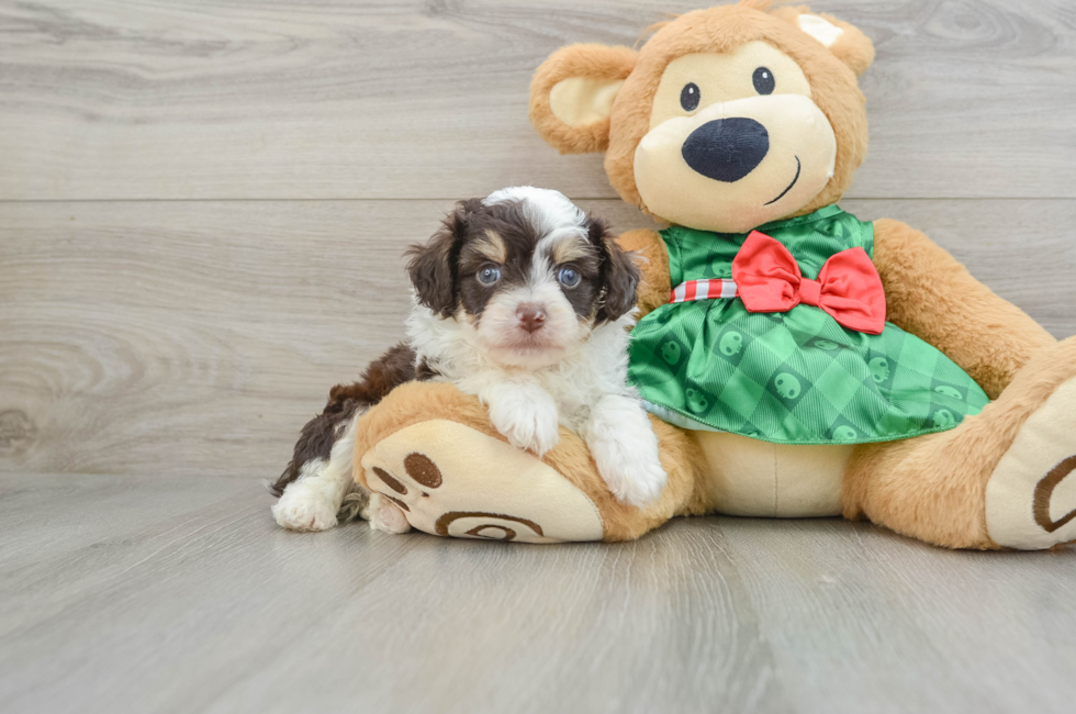 5 week old Mini Aussiedoodle Puppy For Sale - Seaside Pups