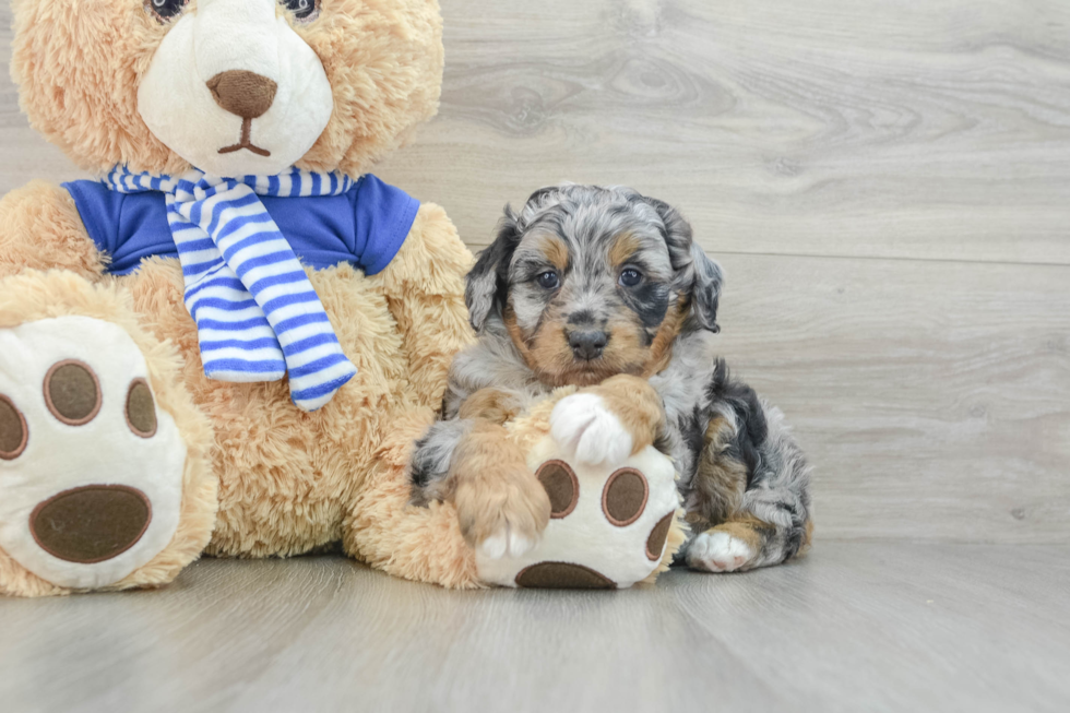 Popular Mini Aussiedoodle Poodle Mix Pup