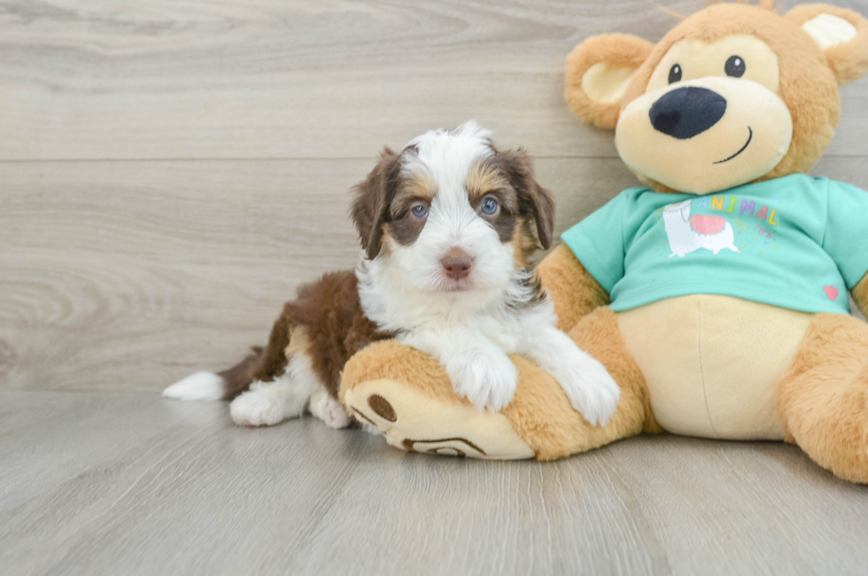 5 week old Mini Aussiedoodle Puppy For Sale - Seaside Pups