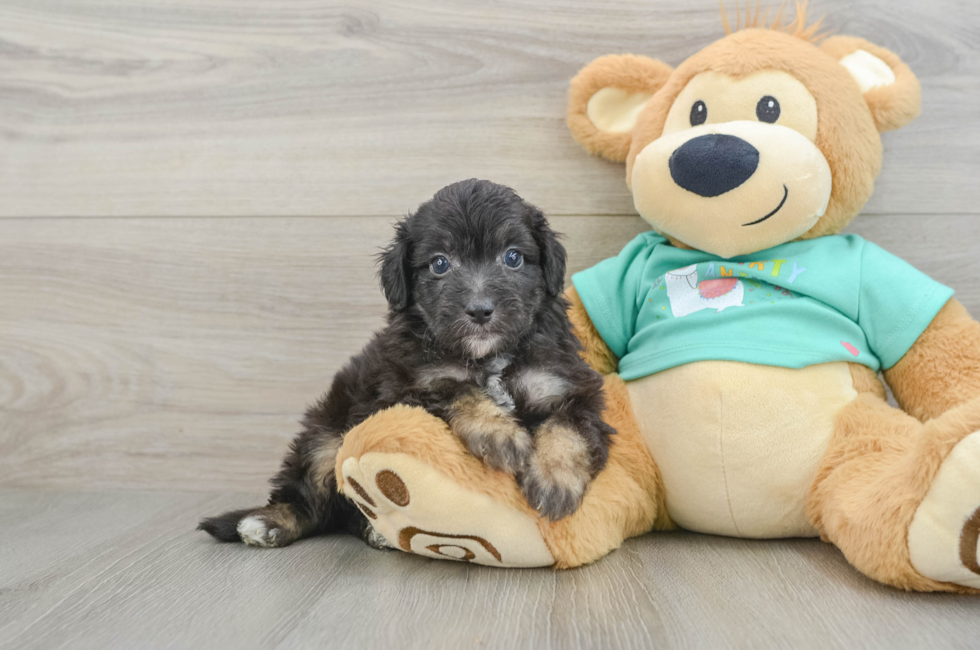 6 week old Mini Aussiedoodle Puppy For Sale - Seaside Pups