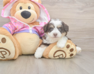 5 week old Mini Aussiedoodle Puppy For Sale - Seaside Pups