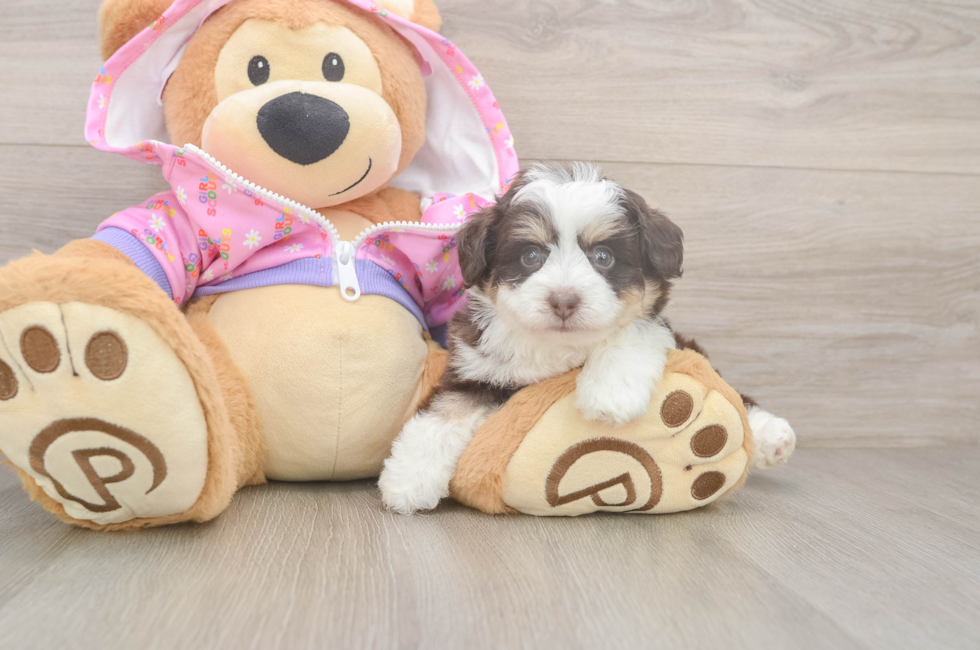 5 week old Mini Aussiedoodle Puppy For Sale - Seaside Pups