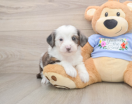 8 week old Mini Aussiedoodle Puppy For Sale - Seaside Pups