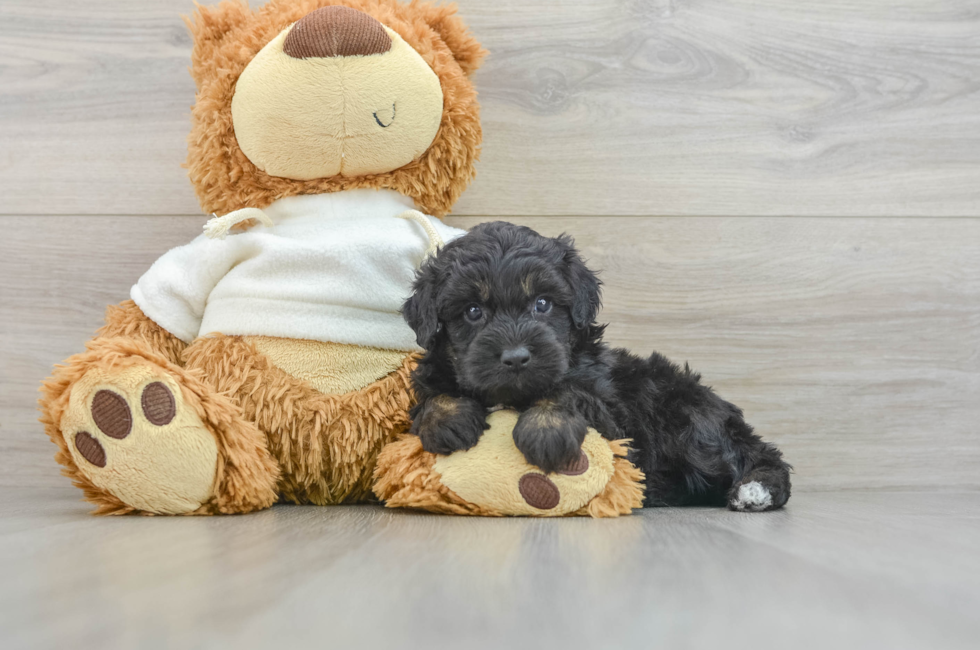 7 week old Mini Aussiedoodle Puppy For Sale - Seaside Pups