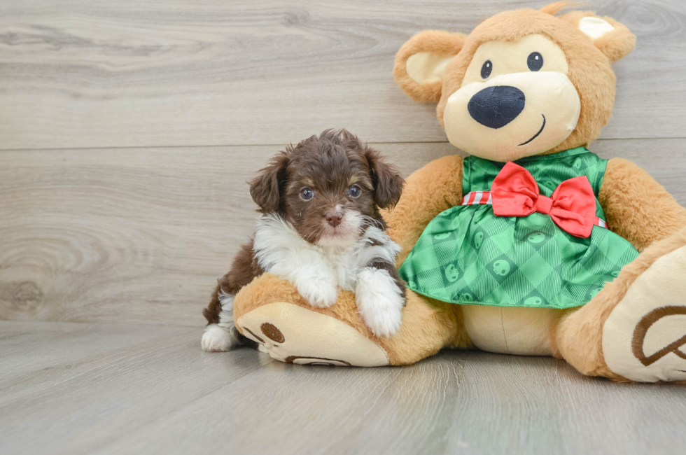 5 week old Mini Aussiedoodle Puppy For Sale - Seaside Pups