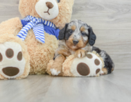 7 week old Mini Aussiedoodle Puppy For Sale - Seaside Pups