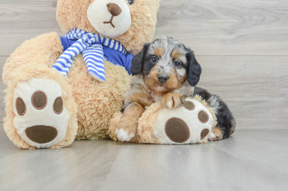 7 week old Mini Aussiedoodle Puppy For Sale - Seaside Pups