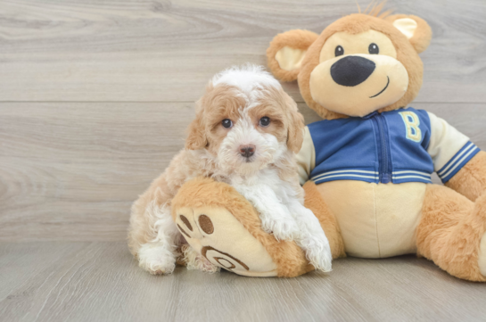 Small Mini Aussiedoodle Baby