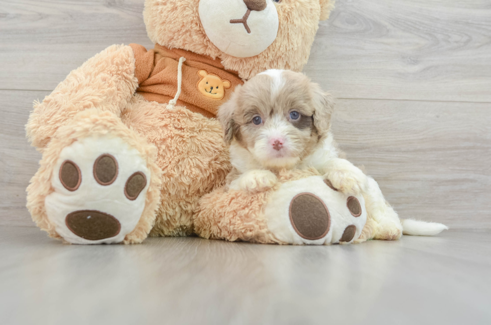 9 week old Mini Aussiedoodle Puppy For Sale - Seaside Pups