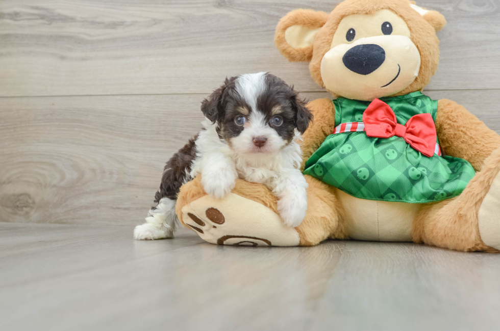 5 week old Mini Aussiedoodle Puppy For Sale - Seaside Pups