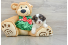 Mini Aussiedoodle Puppy for Adoption