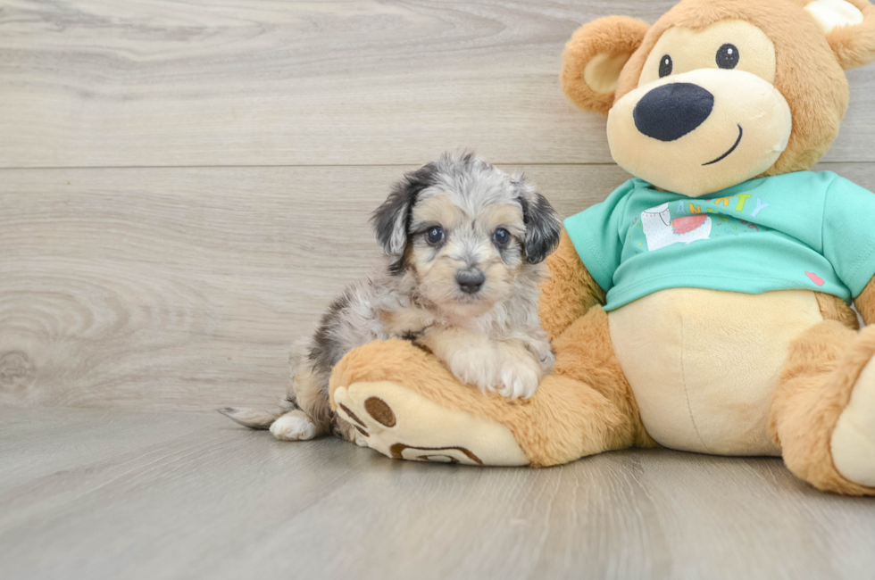 6 week old Mini Aussiedoodle Puppy For Sale - Seaside Pups