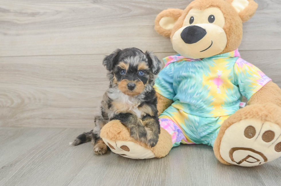 5 week old Mini Aussiedoodle Puppy For Sale - Seaside Pups