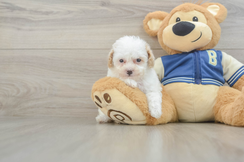 Happy Mini Aussiedoodle Baby