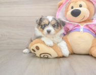 5 week old Mini Aussiedoodle Puppy For Sale - Seaside Pups