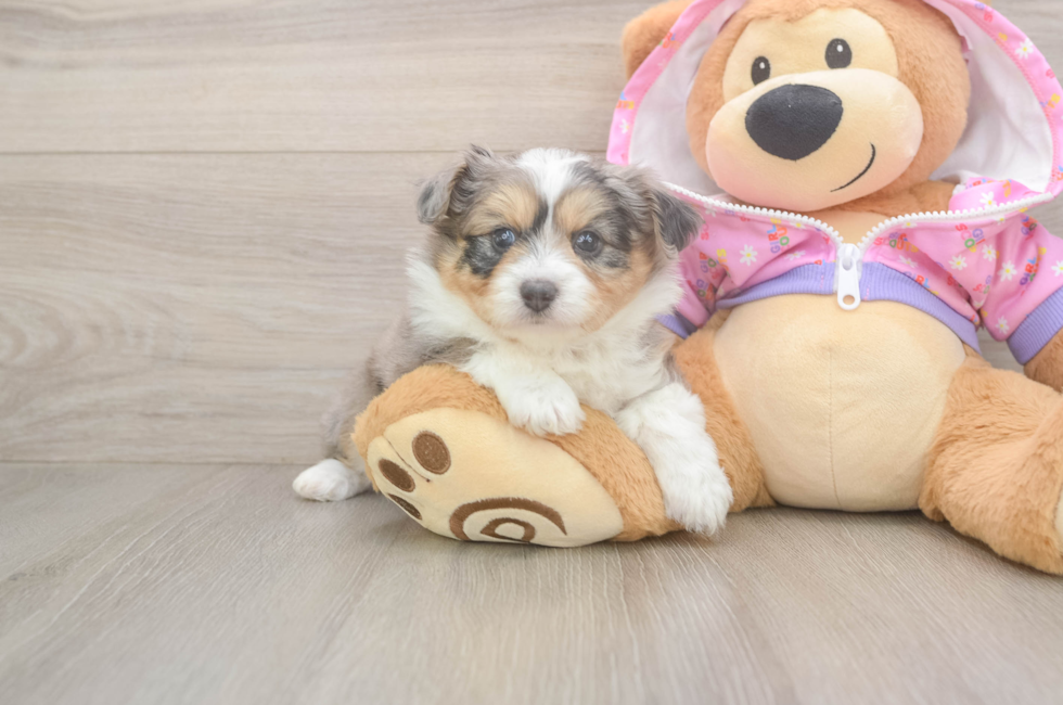 5 week old Mini Aussiedoodle Puppy For Sale - Seaside Pups