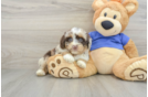 Mini Aussiedoodle Puppy for Adoption