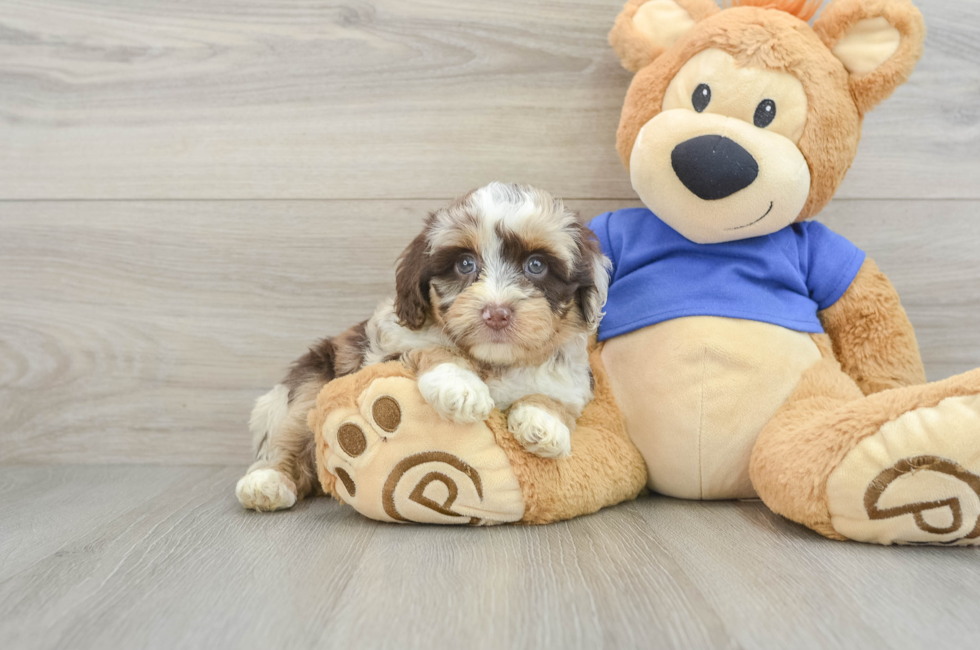 6 week old Mini Aussiedoodle Puppy For Sale - Seaside Pups