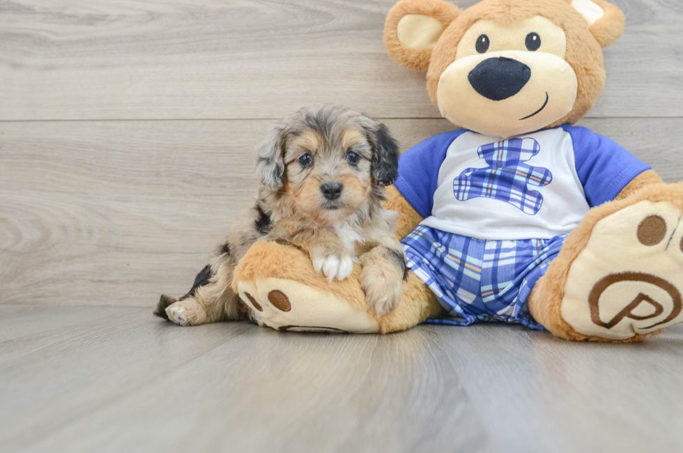 6 week old Mini Aussiedoodle Puppy For Sale - Seaside Pups