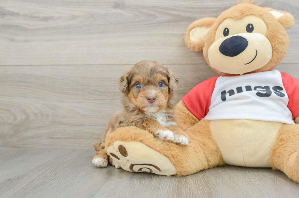 5 week old Mini Aussiedoodle Puppy For Sale - Seaside Pups