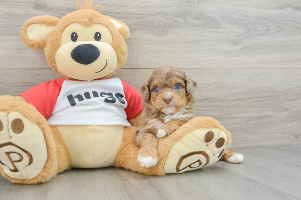 Happy Mini Aussiedoodle Baby