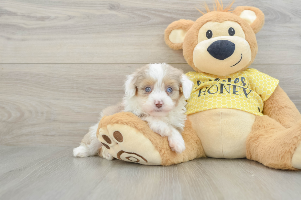 5 week old Mini Aussiedoodle Puppy For Sale - Seaside Pups