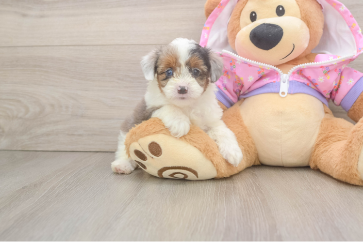 Funny Mini Aussiedoodle Poodle Mix Pup