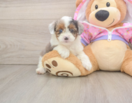 8 week old Mini Aussiedoodle Puppy For Sale - Seaside Pups