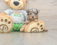 6 week old Mini Aussiedoodle Puppy For Sale - Seaside Pups