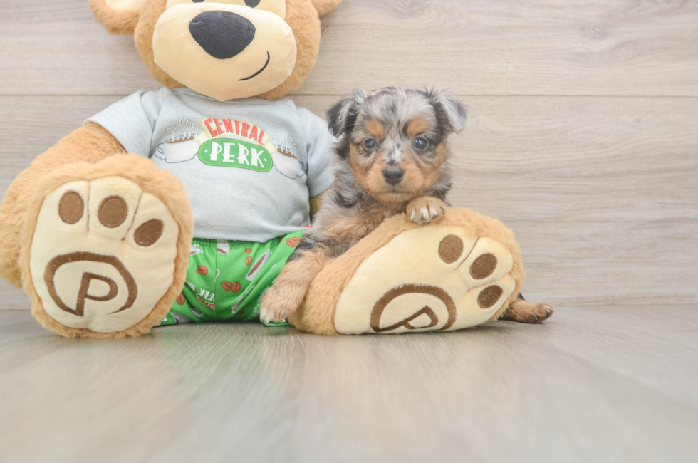 5 week old Mini Aussiedoodle Puppy For Sale - Seaside Pups