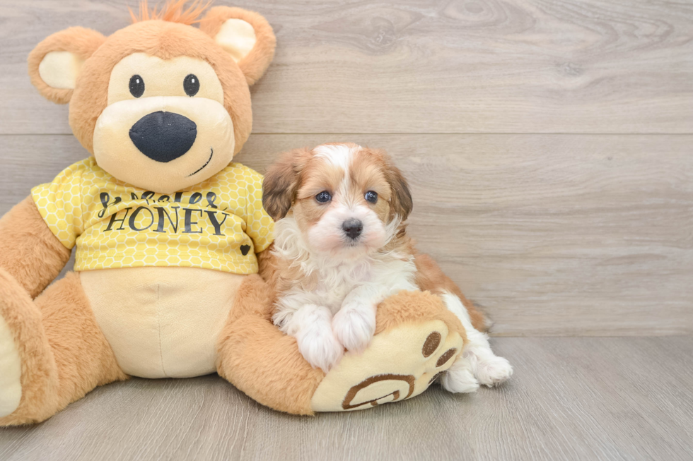 Fluffy Mini Aussiedoodle Poodle Mix Pup