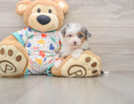 9 week old Mini Aussiedoodle Puppy For Sale - Seaside Pups