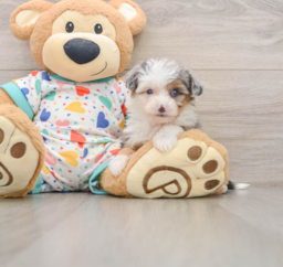 9 week old Mini Aussiedoodle Puppy For Sale - Seaside Pups