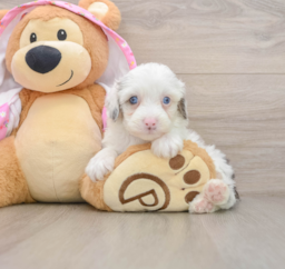 8 week old Mini Aussiedoodle Puppy For Sale - Seaside Pups