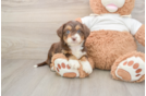 Best Mini Aussiedoodle Baby
