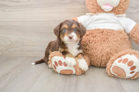 Best Mini Aussiedoodle Baby