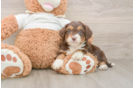 Mini Aussiedoodle Puppy for Adoption