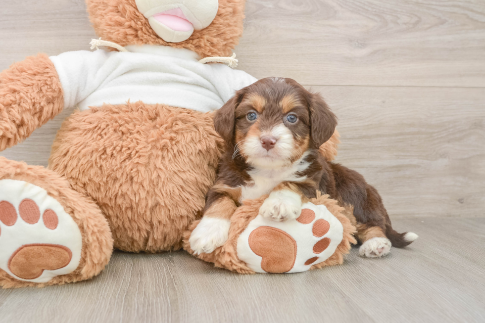 Mini Aussiedoodle Puppy for Adoption