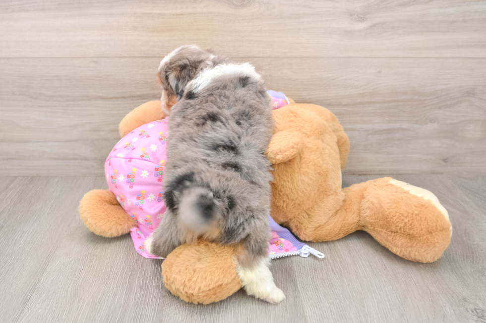Petite Mini Aussiedoodle Poodle Mix Pup