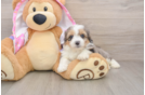Best Mini Aussiedoodle Baby